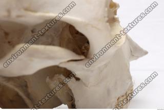 Photo Reference of Animal Skull